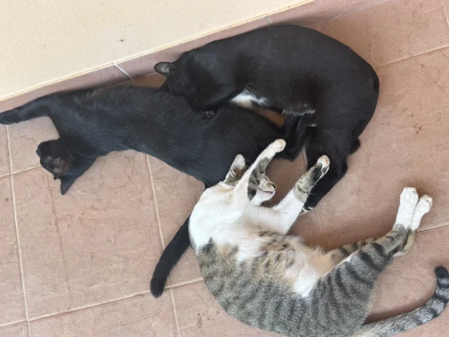 3 Katzen am Boden